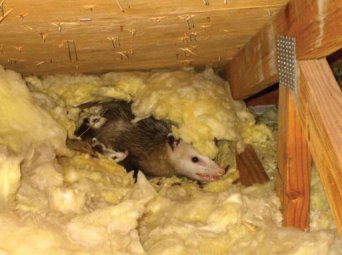 Opposum family nest in an attic