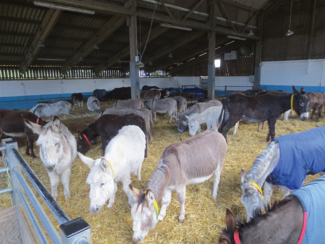  : de ezels in alle glorie na 6 weken herstel