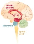 Brain limbicsystem is important to undersand for clients if they are to be able to control their emotional reactions to stressful situations.
