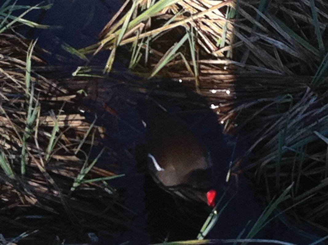 A Moorhen wading through the reeds at Forth Quarter wildlife reserve and public park, Edinburgh