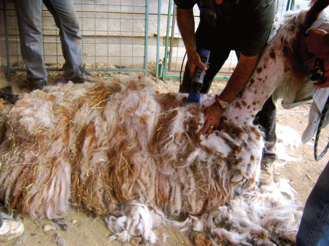 It takes a dedicated shearing to removed matted fibre.
