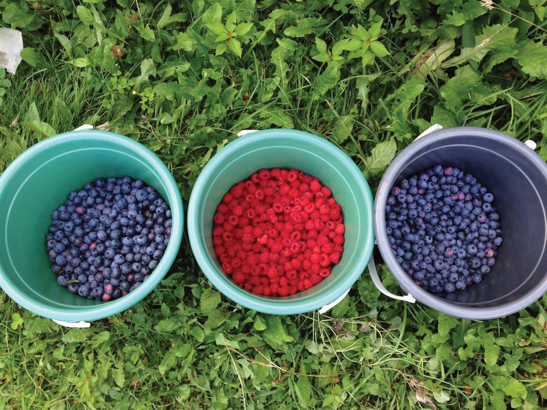 buckets of blueberries and strawberries