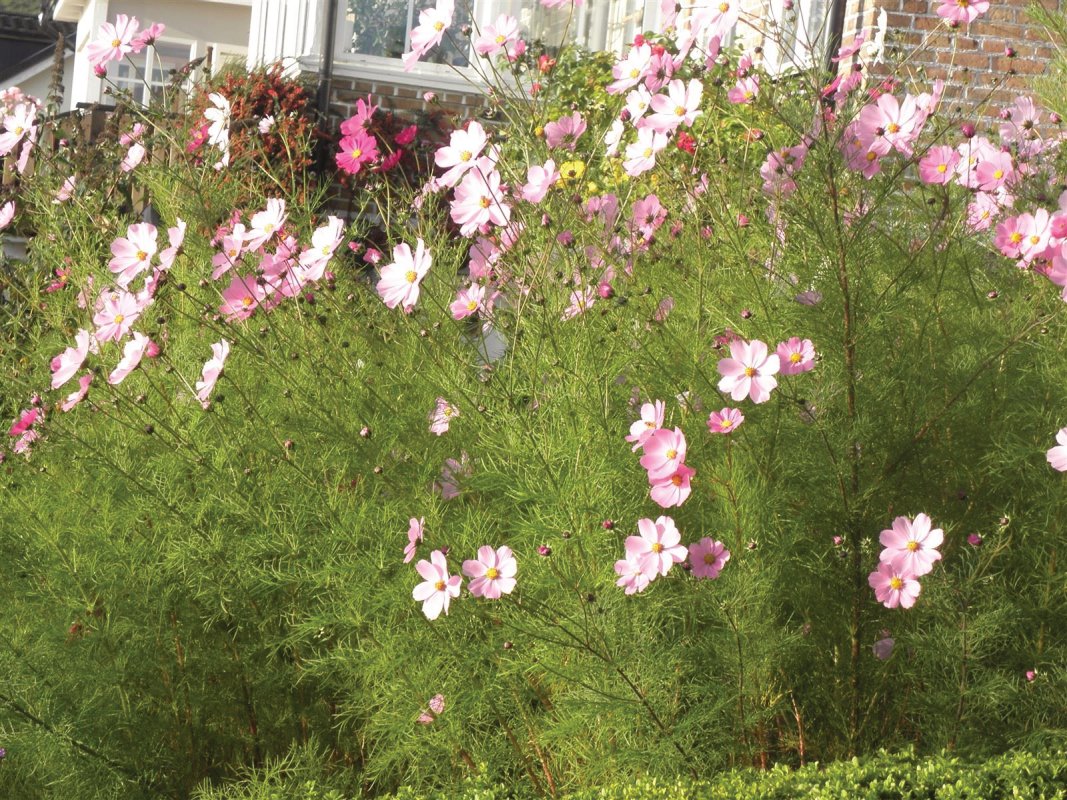 Underbara Rosenskäran blommar äntligen......