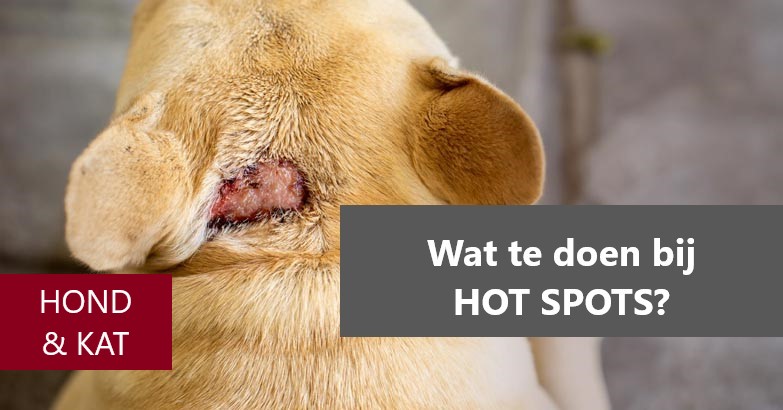 Hot Spots bij hond en kat | Meat & More hond en kat
