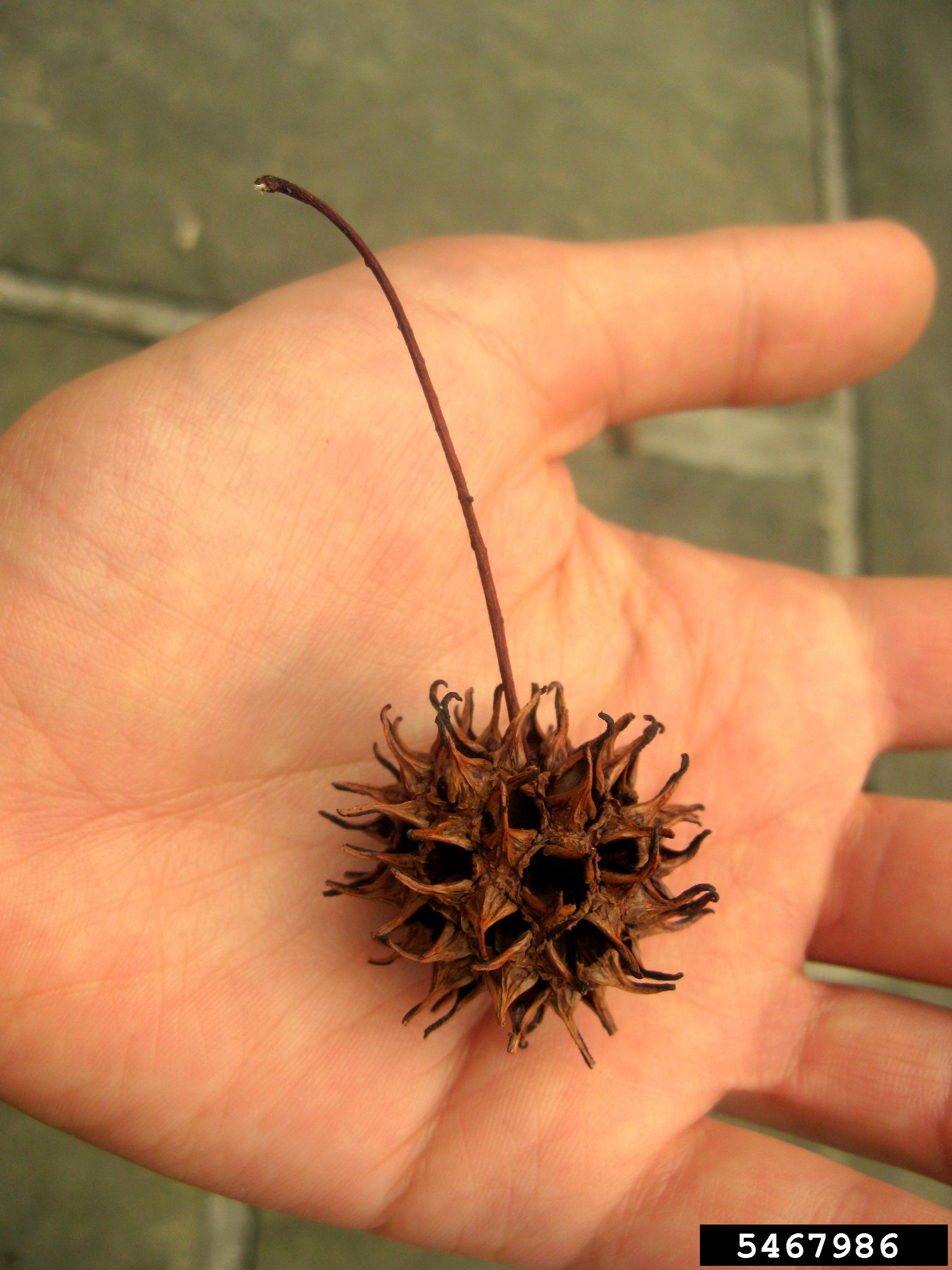 Monkey Ball Tree
