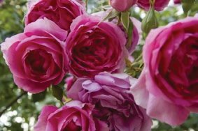 IMMOVERT - Conseils jardins - L'utilisation des rosiers
