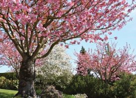 IMMOVERT - Cerisier à fleurs - Prunus serrulata 