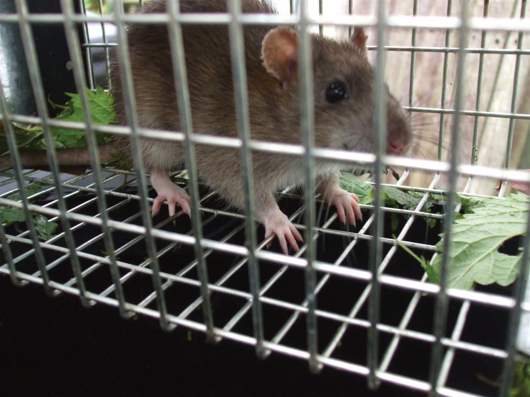Rat in trap, Radstock
