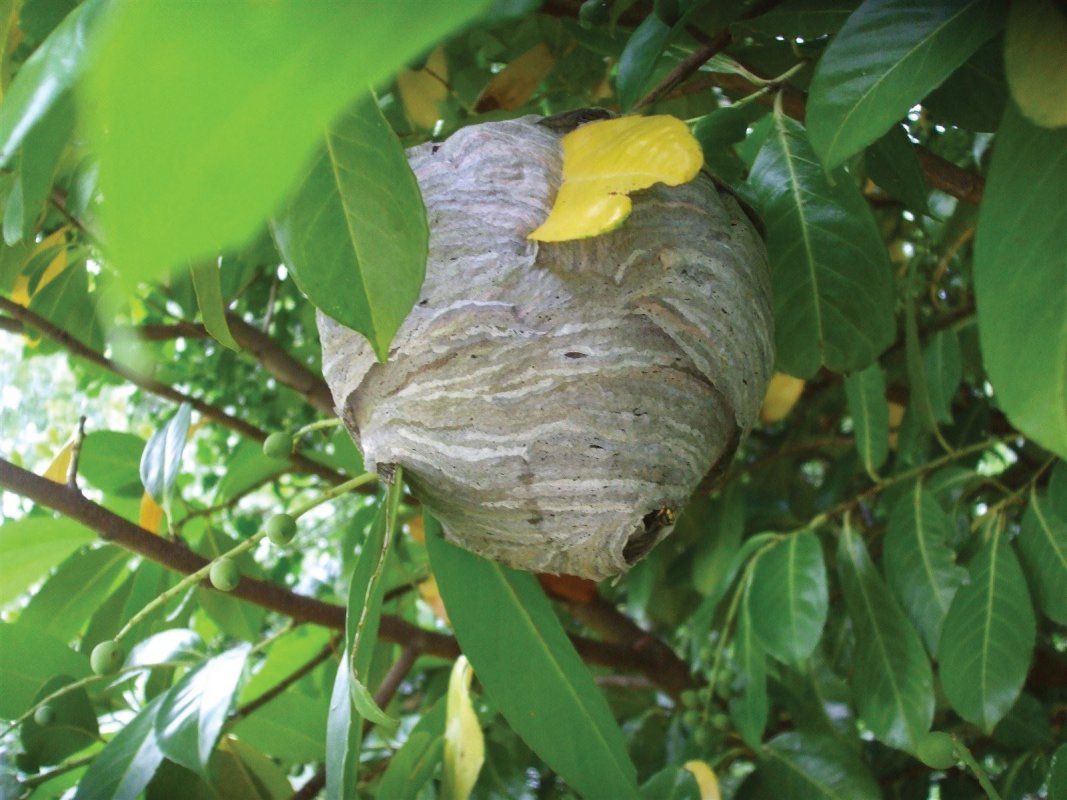 Wasp nest, Wells, treated by Barron Pest Control