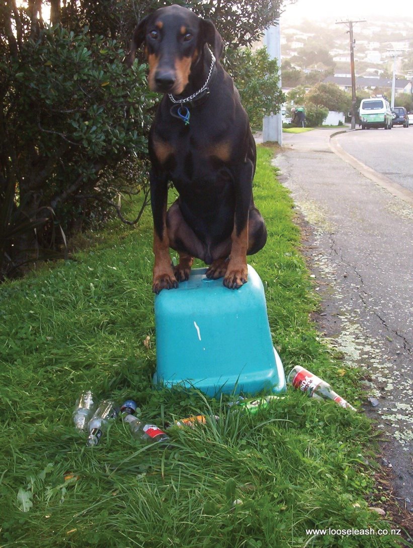 Hazzards of Dog Walking around Newlands Johnsonville on glass recycling day! O.B.1. on top of Glass Recycling Crate