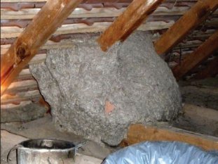 Hornet nest in the roof of an attic