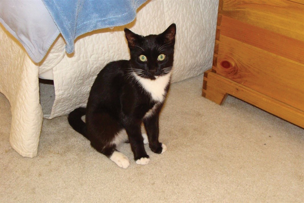 MagicTheCat-NewHome-Oct2011