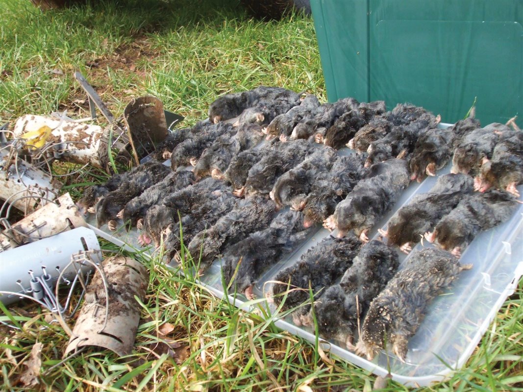 Mole trapping Somerset by Barron Pest Control