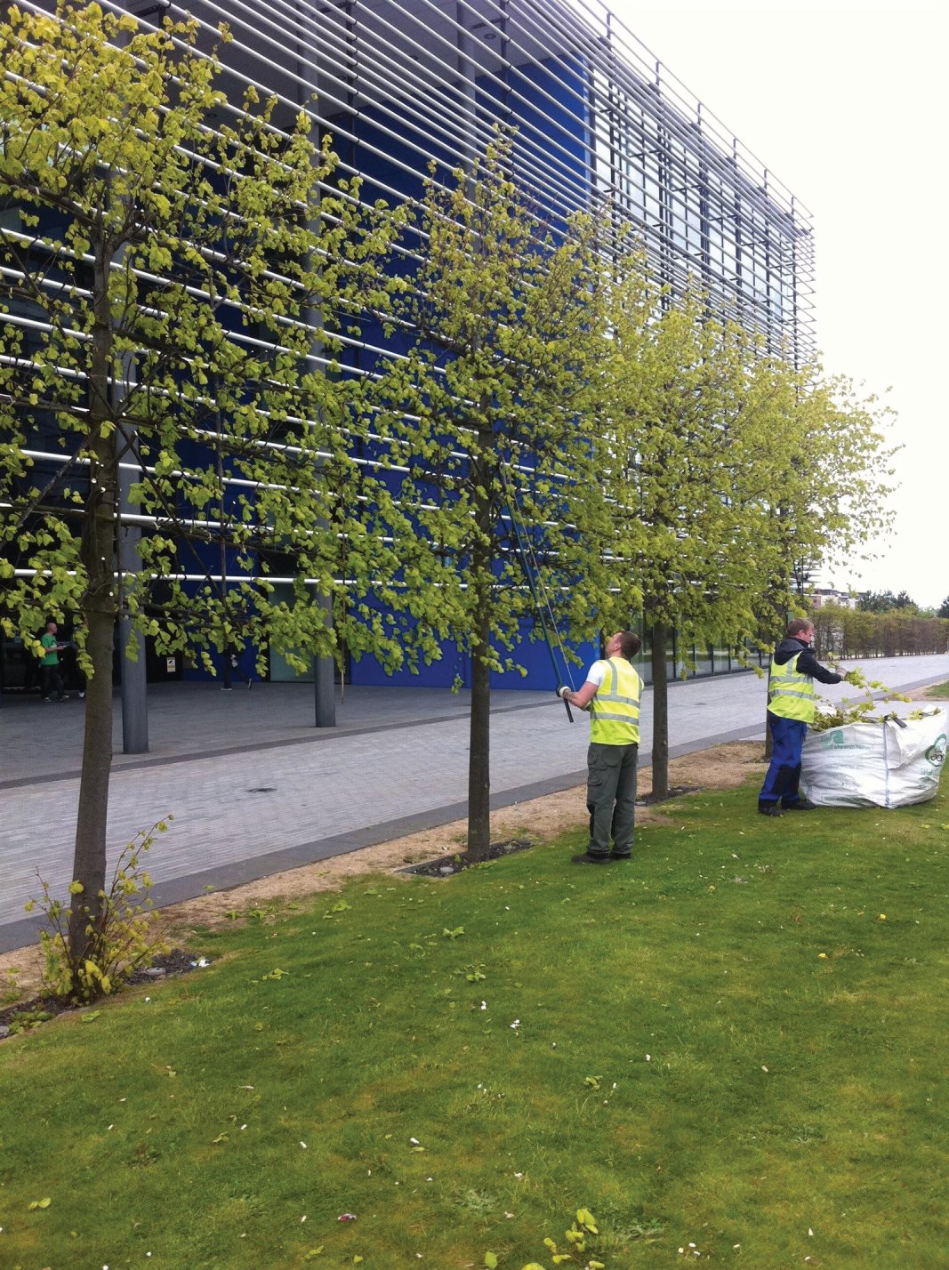 Tree maintenance and pruning of pleached Limes in Edinburgh, Midlothian, East Lothian, Fife and the Scottish Borders regions