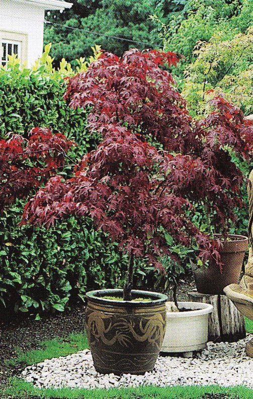 IMMOVERT - Acer palmatum atropurpureum en bac
