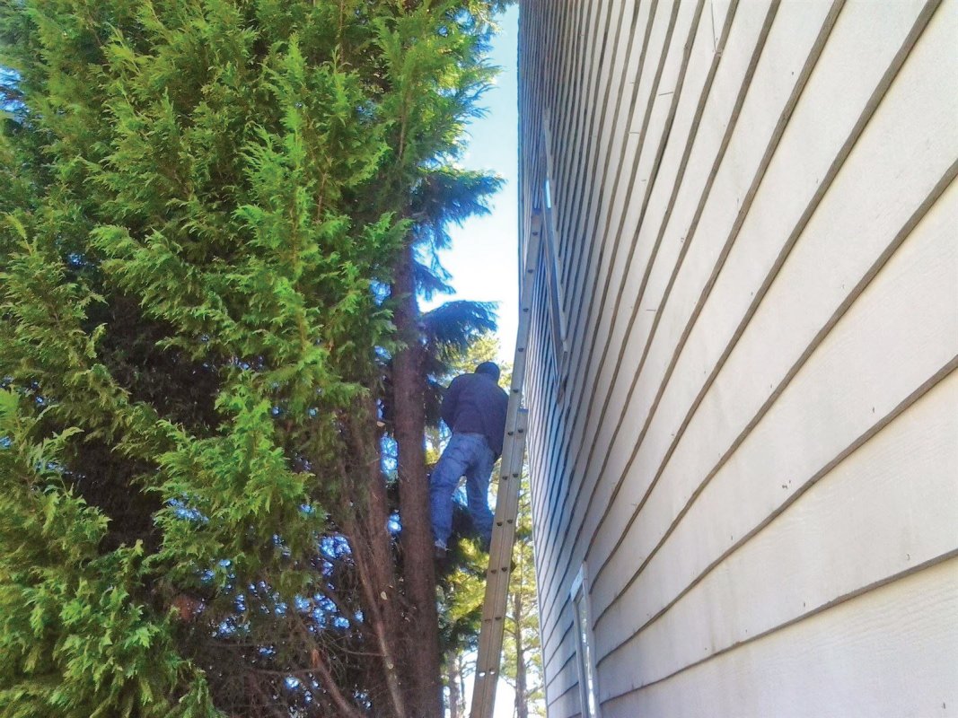 Tree Services from Handyman at itsmyhelper.com - Marietta