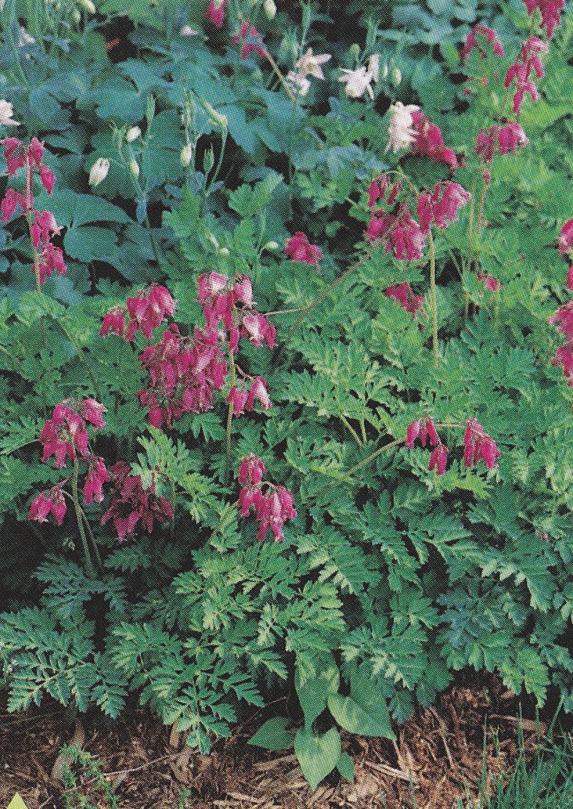 Dicentra luxuriant