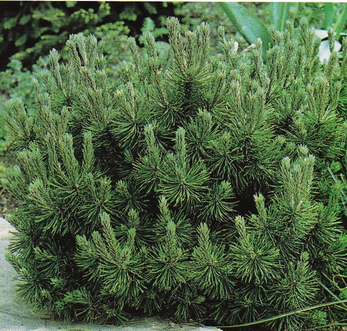IMMOVERT - Pinus mugo variegatus pumilio