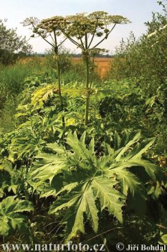 Giant Hogweed a prime example