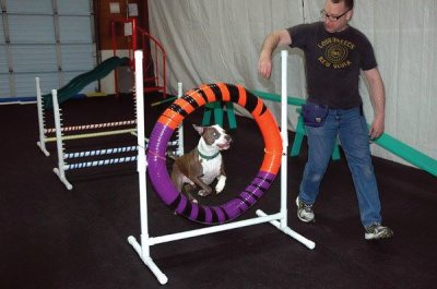 training a dog, dog obedience, puppy training
