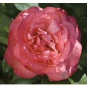 IMMOVERT - Rosier Meilland Panthère rose