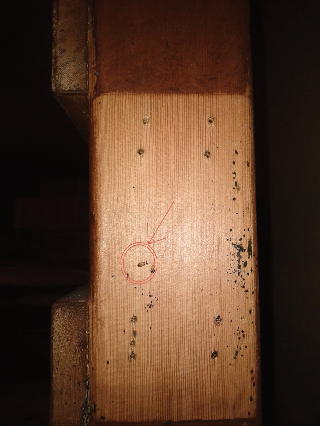You can see a live Bed Bug in the circle.  This Bed Bug was hiding between 2 pieces of wood that were very tightly held together with several screws to make the bed frame.  When we removed the screws & separated the 2 pieces of wood we were surprised to find a live Bed Bug inside.  Just more evidence that these bugs can get into the smallest areas, so to find them & do a proper inspection/treatment, you really need to be thorough.