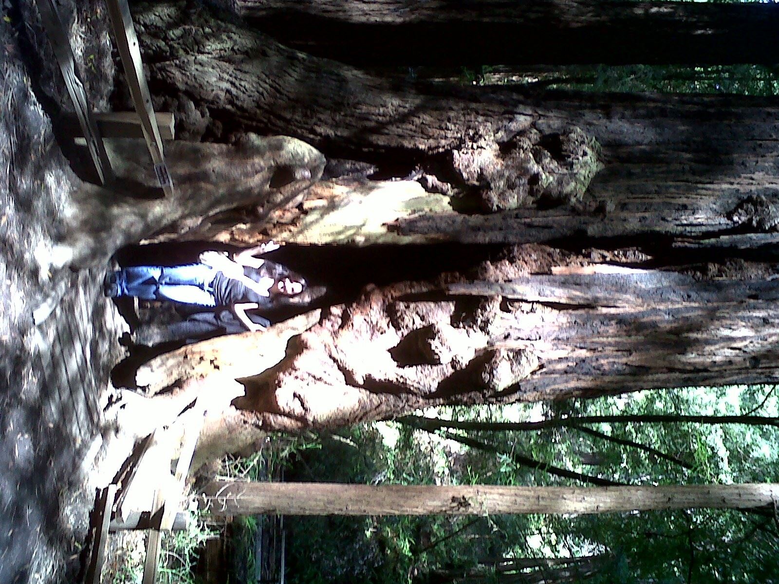Inside a Redwood in Muir Woods : Redwood in Muir Woods