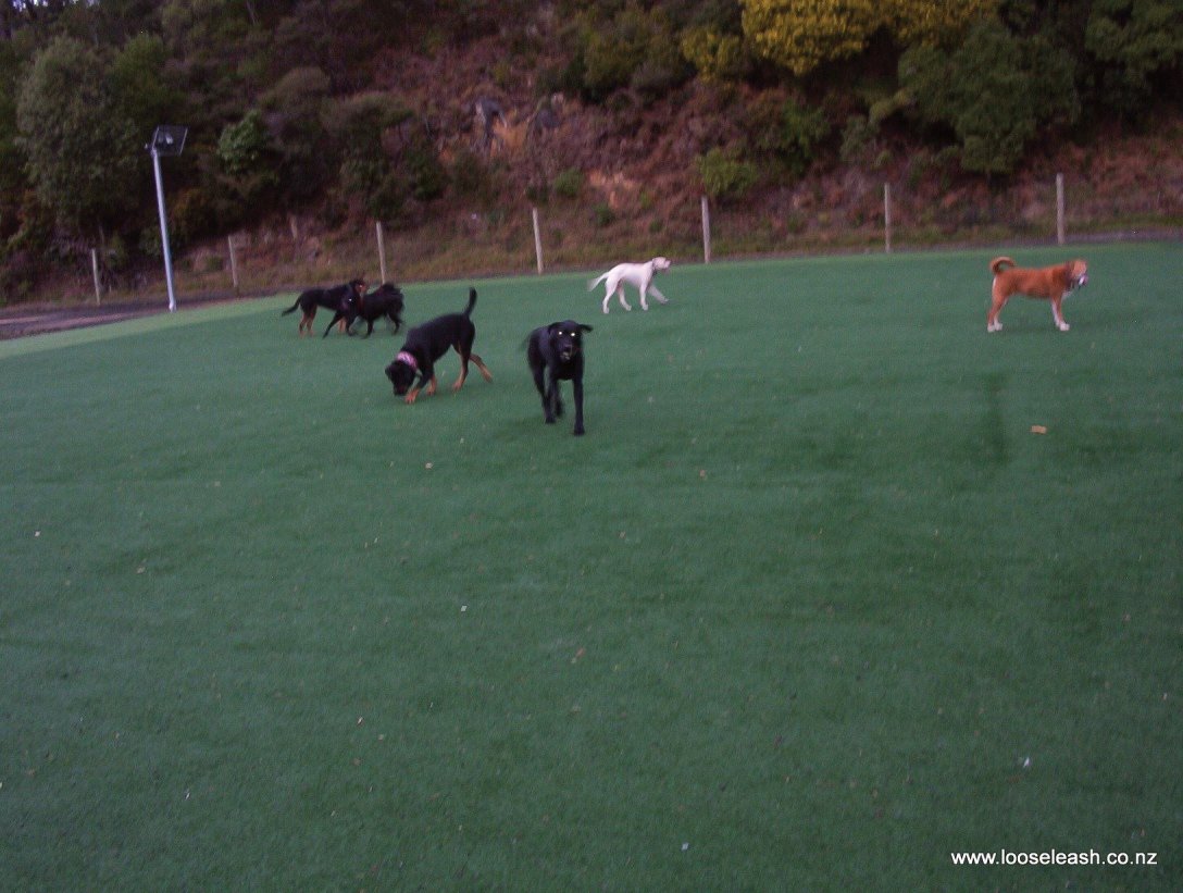 Loose Leash Dog Walking Mitchelltown ?2012-08-08