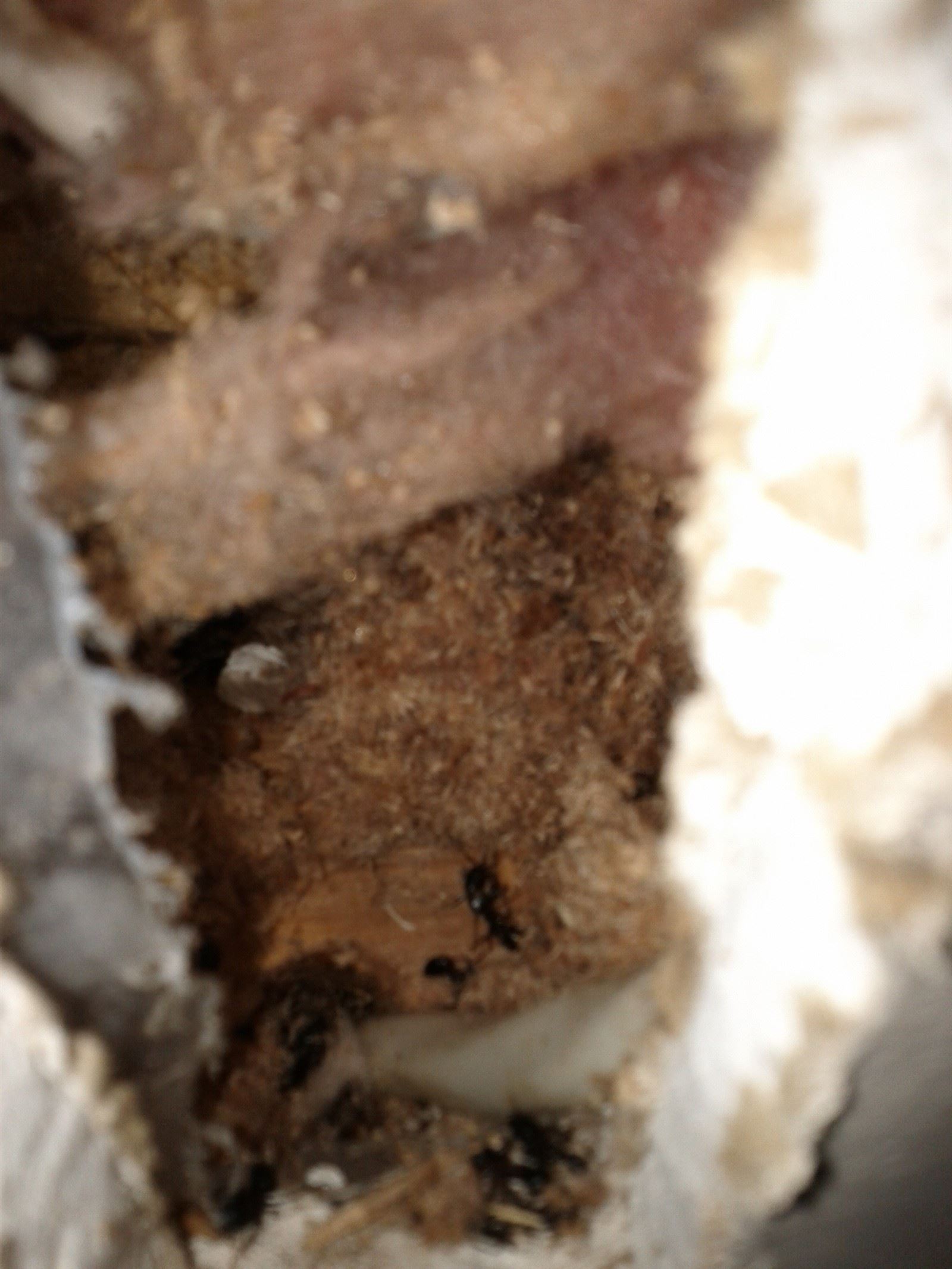 Close up of the Carpenter Ant frass (sawdust) found when we removed a plate from the bedroom wall of a customer's home.