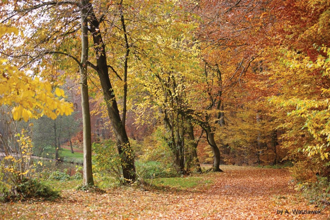 Herbstwald