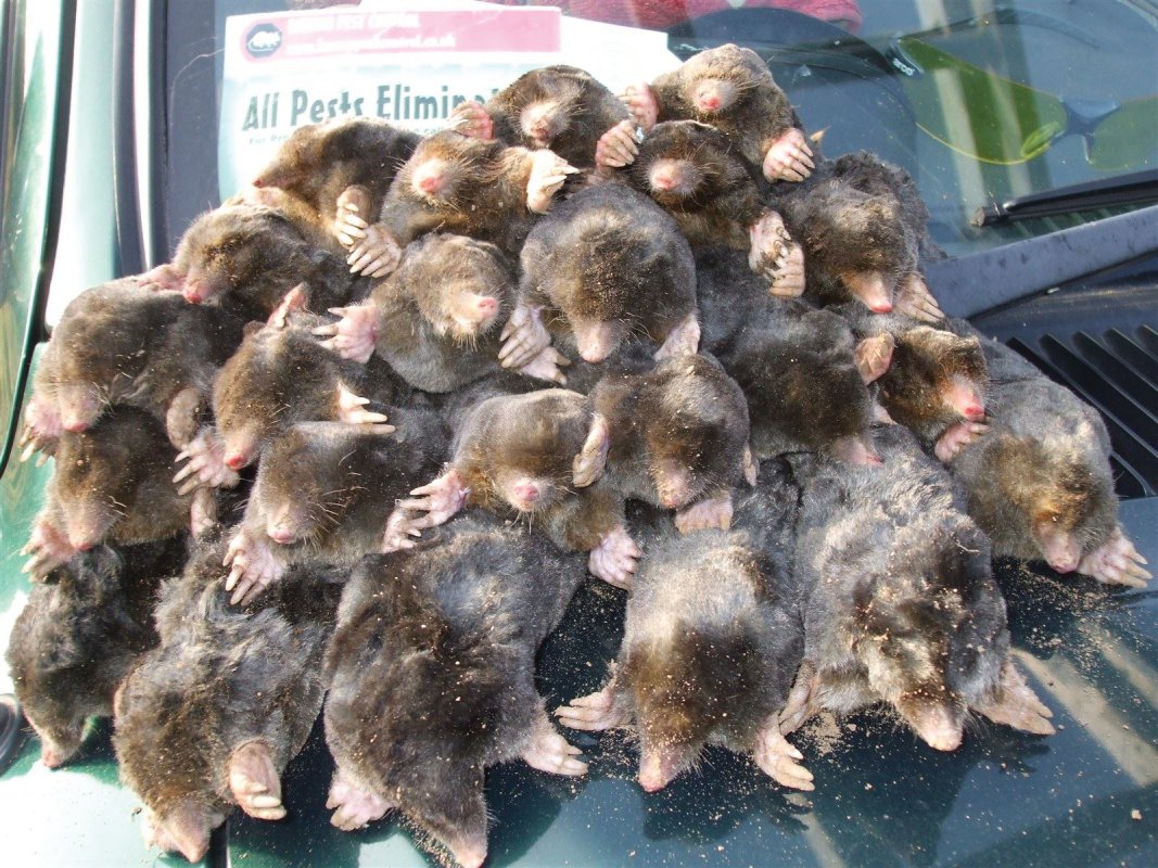 Labour of Moles, taken from Somerset farmland by Barron Pest Control