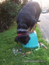 Newlands Dog Walking - Dog standing on top Glass Recycling Crate, looking down at spilt glass bottles and glass jars