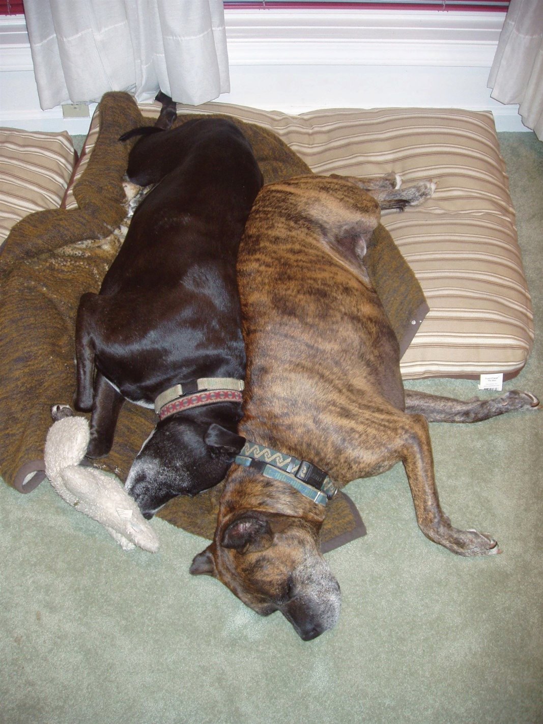 Georgie (left) and Timmy (right)
