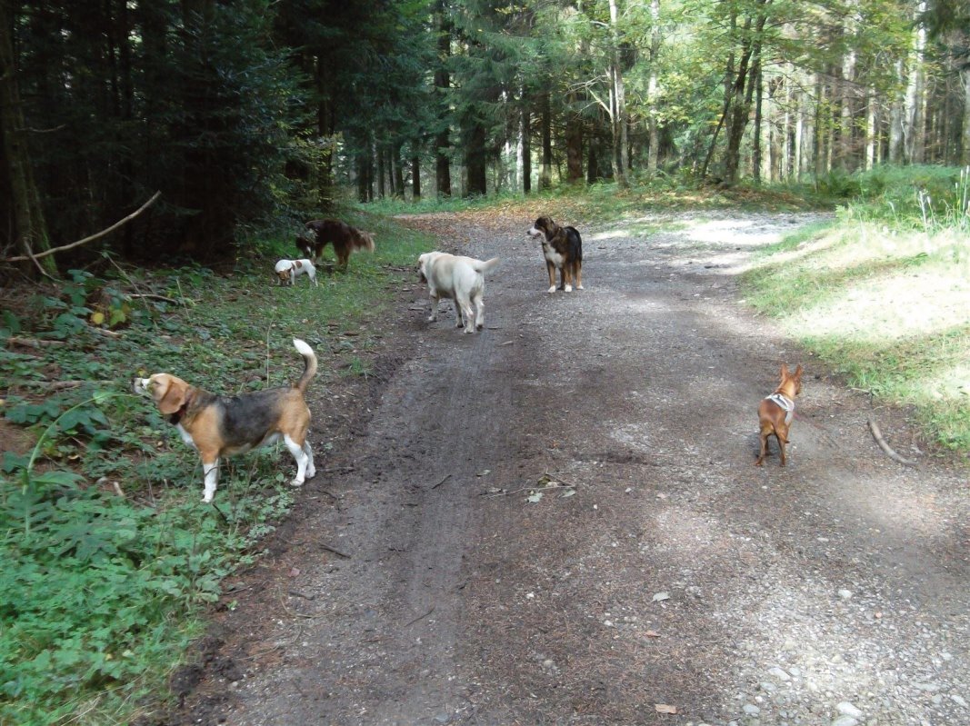 Education des chiens lors de la promenade en gruyère