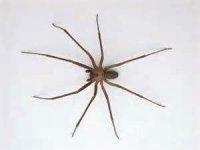 Get Rid of Brown Recluse Spiders Naturally