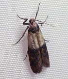 Pantry moth photo pic