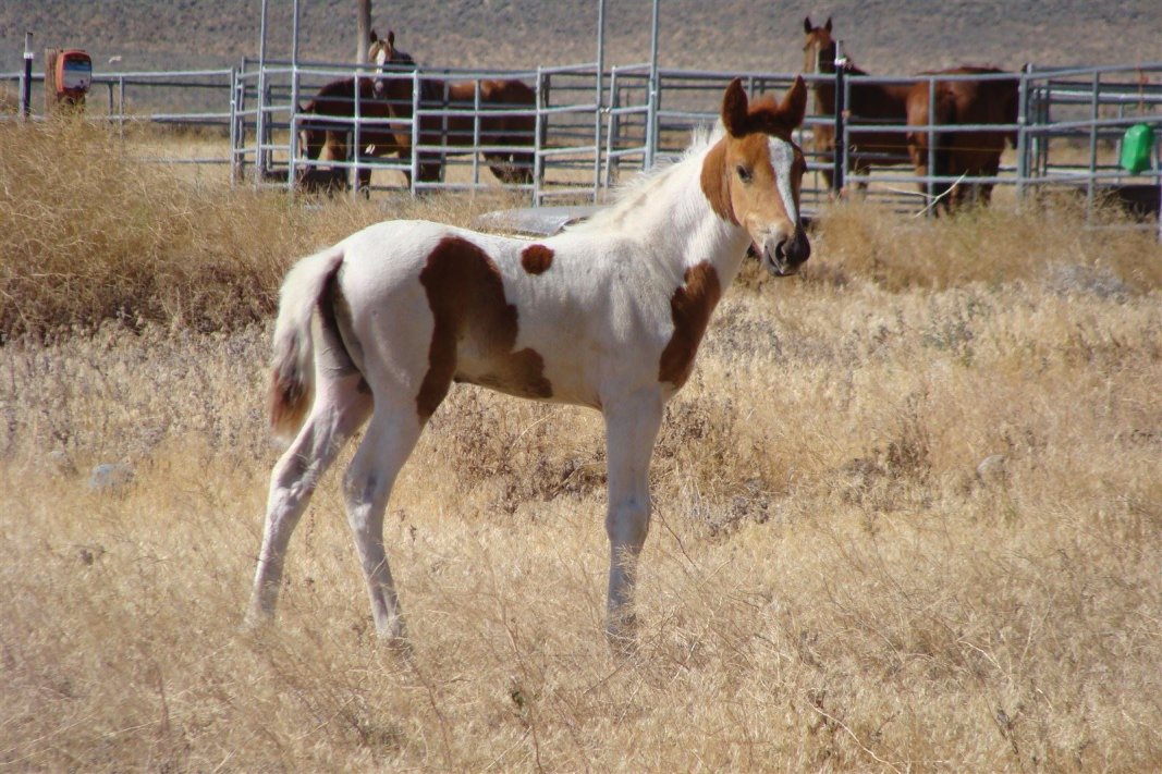 Copyright Janette Dean Wild Mustang Colt July 2012 Stagecoach, NV