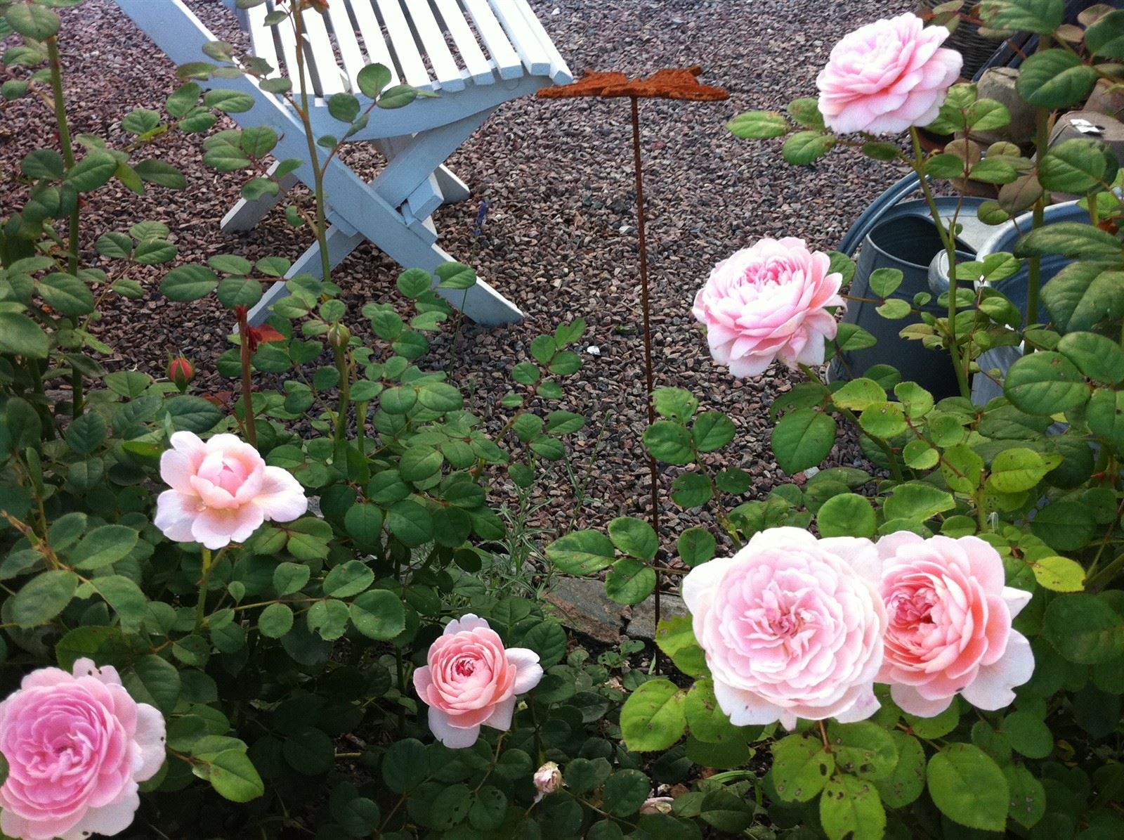 Queen of Sweden - sötaste rosen : Underbart att få blommning nr 2 i augusti