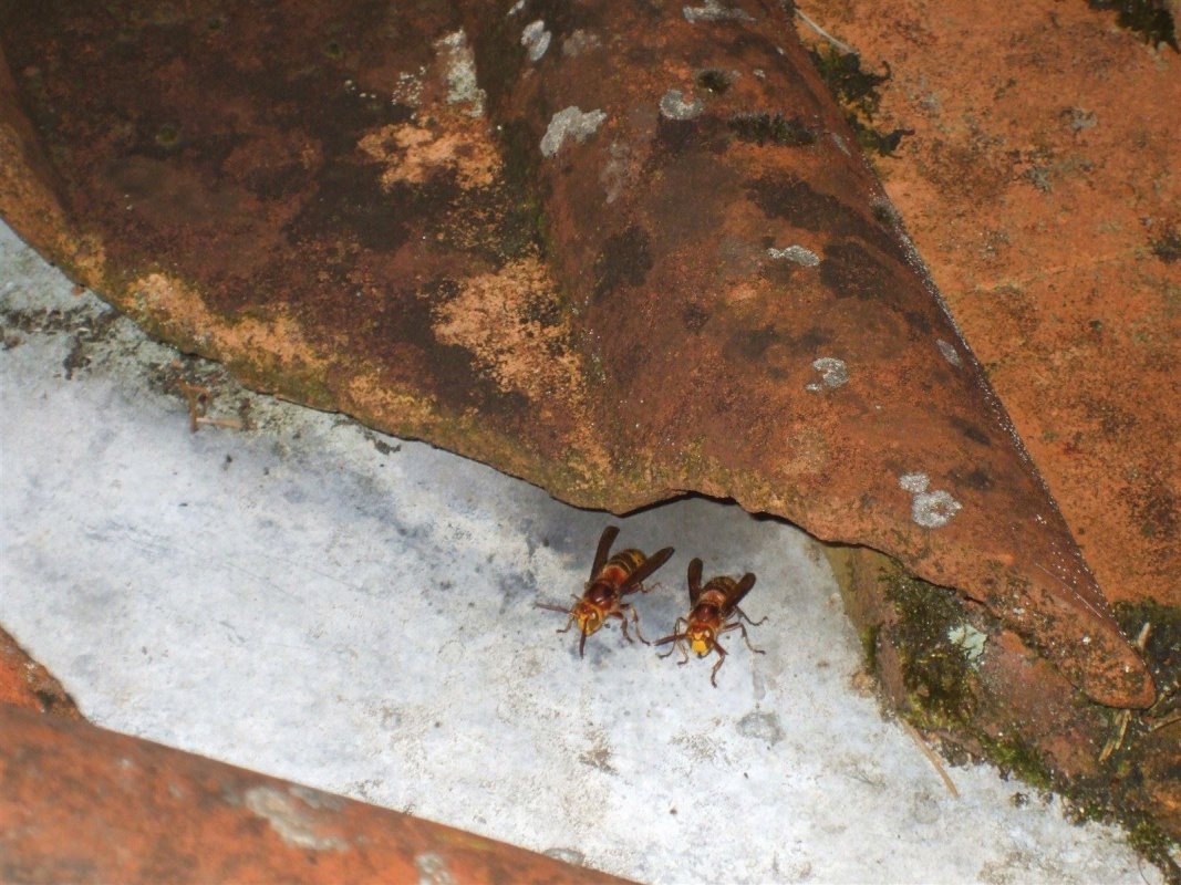 Hornets, exiting nest site.