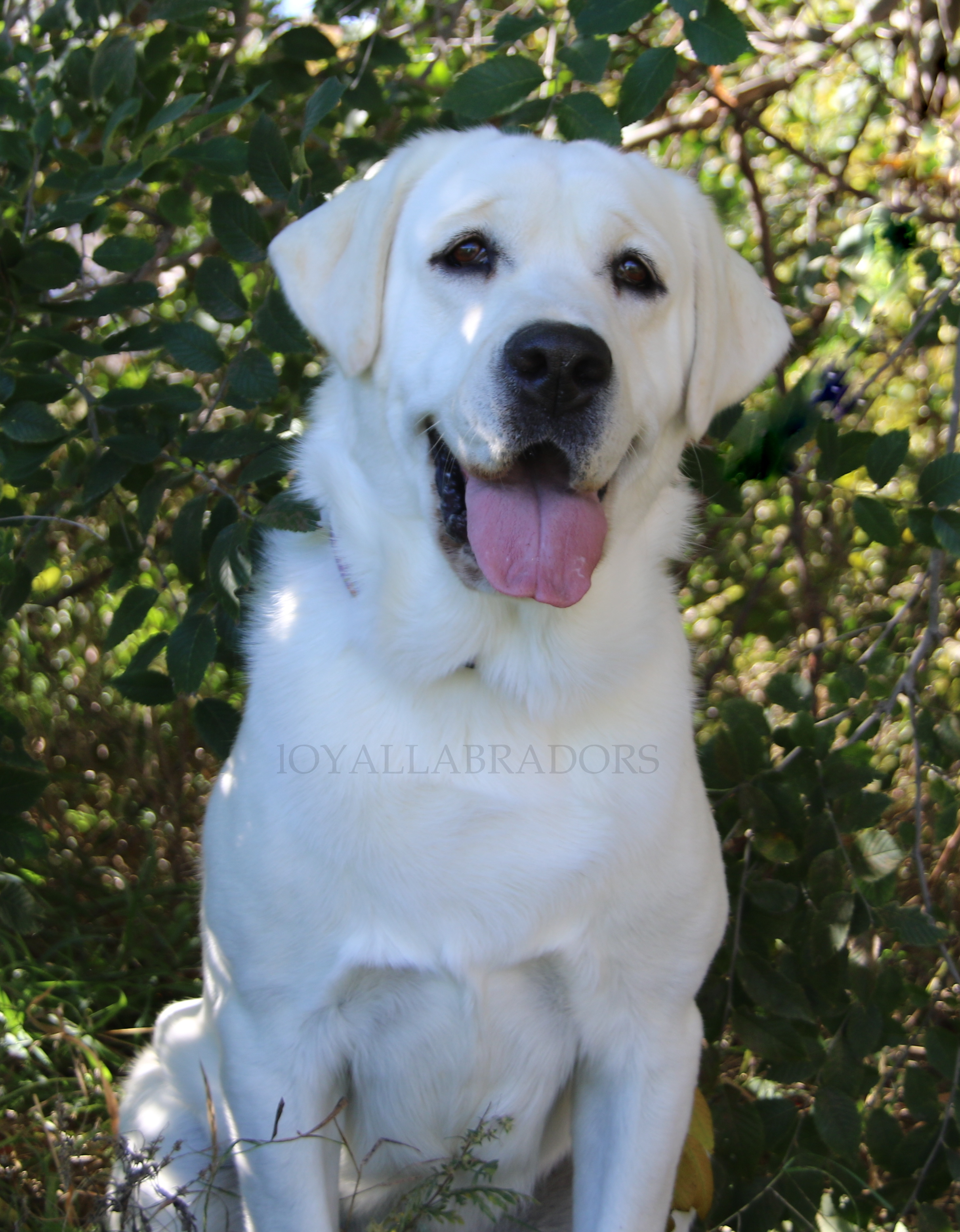 White Lab Puppies In Minnesota