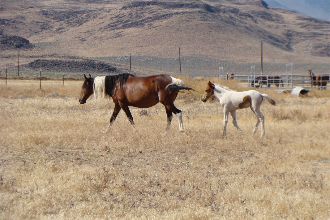 Copyright Janette Dean - Wild Mustang Mom with Her Colt - July 2012 - Stagecoach, NV