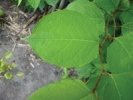 Japanese Knotweed, call us for a site survey and quotation for control of this dangerous, destructive and invasive weed