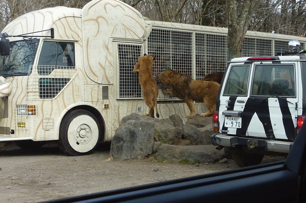 ライオンが、動物園を見に来たと言っても過言ではなさそうです。
