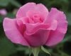 IMMOVERT - Les conseils jardins - L'utilisation des rosiers
