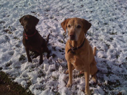 Cocoa & Darby taking a break from playing in the snow.