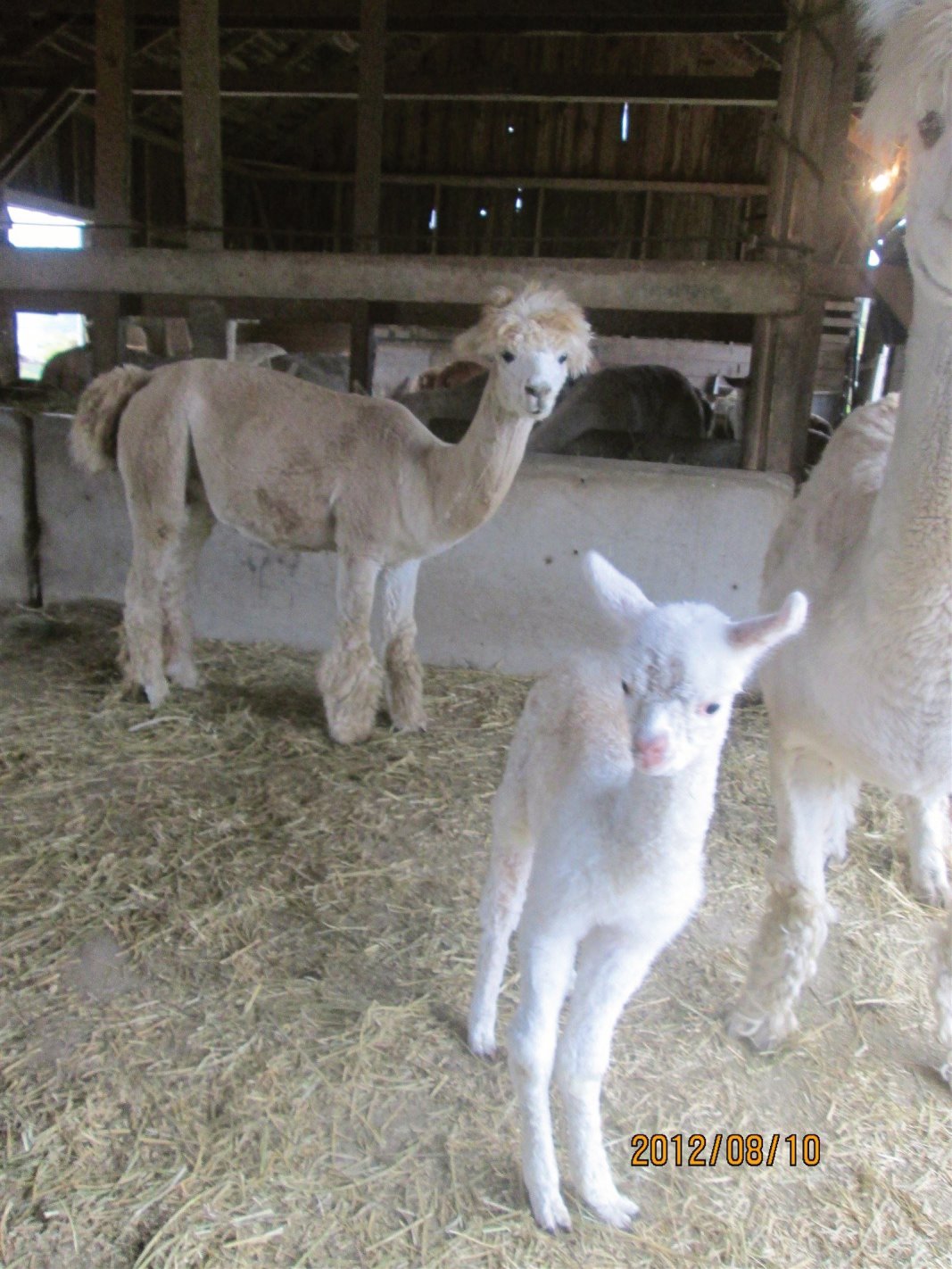 Baby alpaca and mom