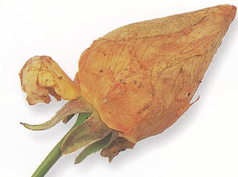 IMMOVERT - Dessèchement des boutons floraux du rosier