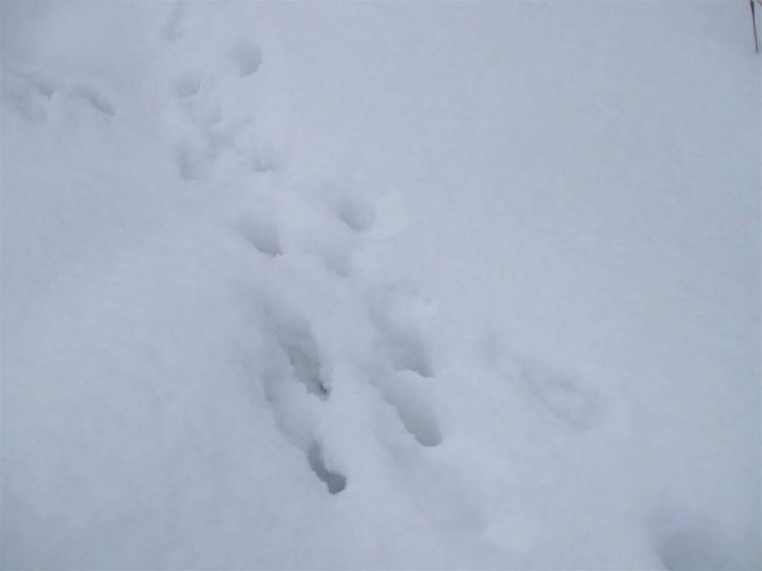 Rabbit tracks in the snow.