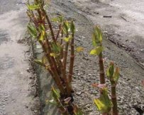 Japanese Knotweed at early growth stage, bursting through concrete