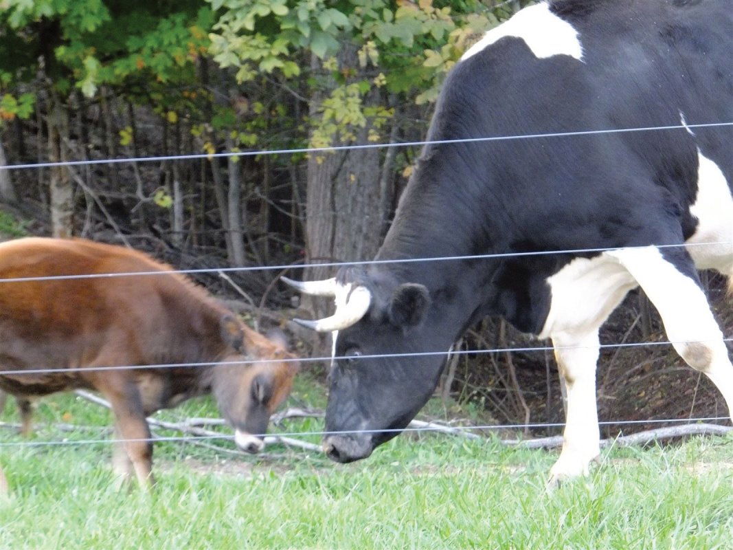 Holstein and Peanut our baby jersy calf